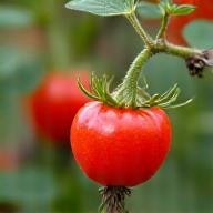 鮮やかな野生のローズヒップ